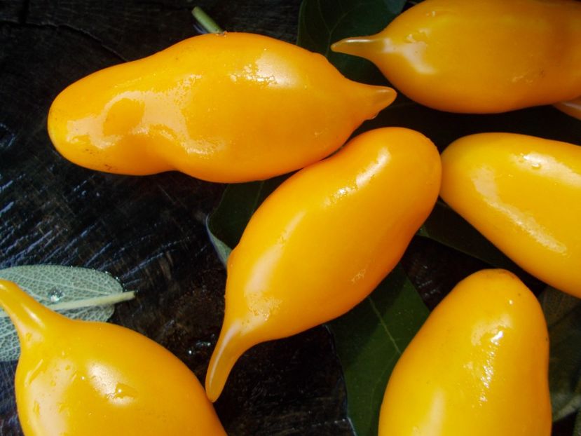  - SEMINTE ROSII - T 775 ZOLOTAYA KANAREIKA