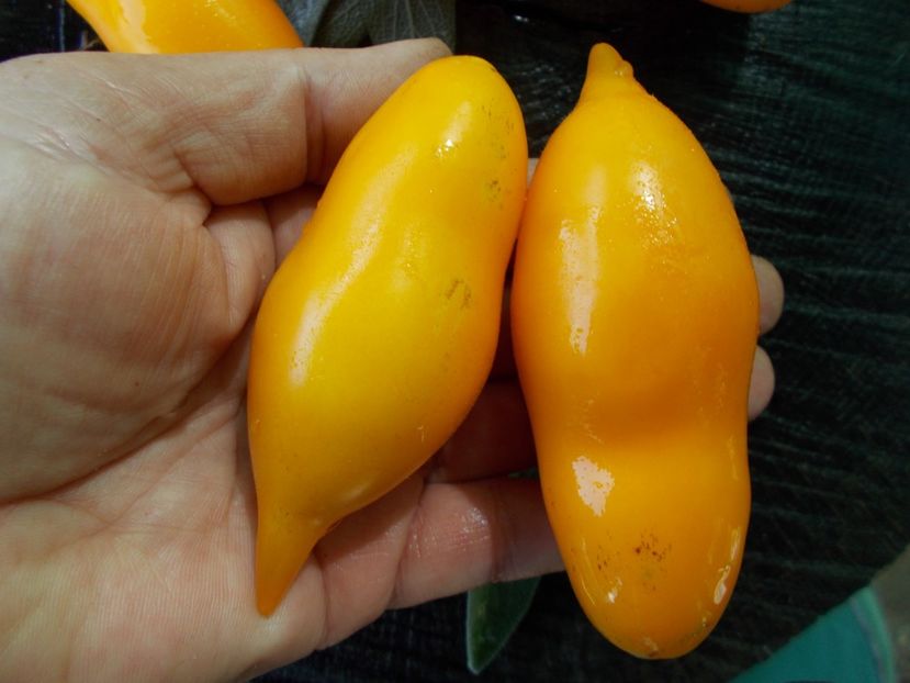  - SEMINTE ROSII - T 775 ZOLOTAYA KANAREIKA