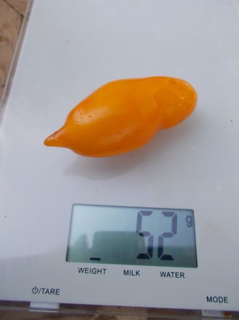  - SEMINTE ROSII - T 775 ZOLOTAYA KANAREIKA