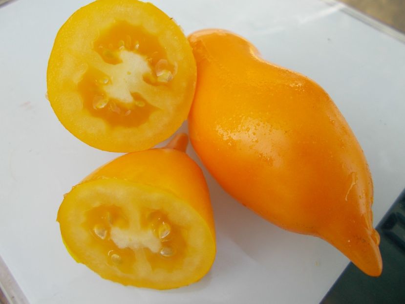  - SEMINTE ROSII - T 775 ZOLOTAYA KANAREIKA