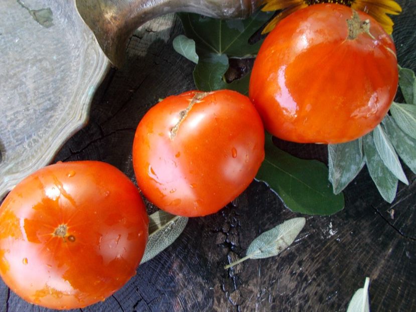  - SEMINTE ROSII - T 648 KOLKHOZNAYA KOROLEVA