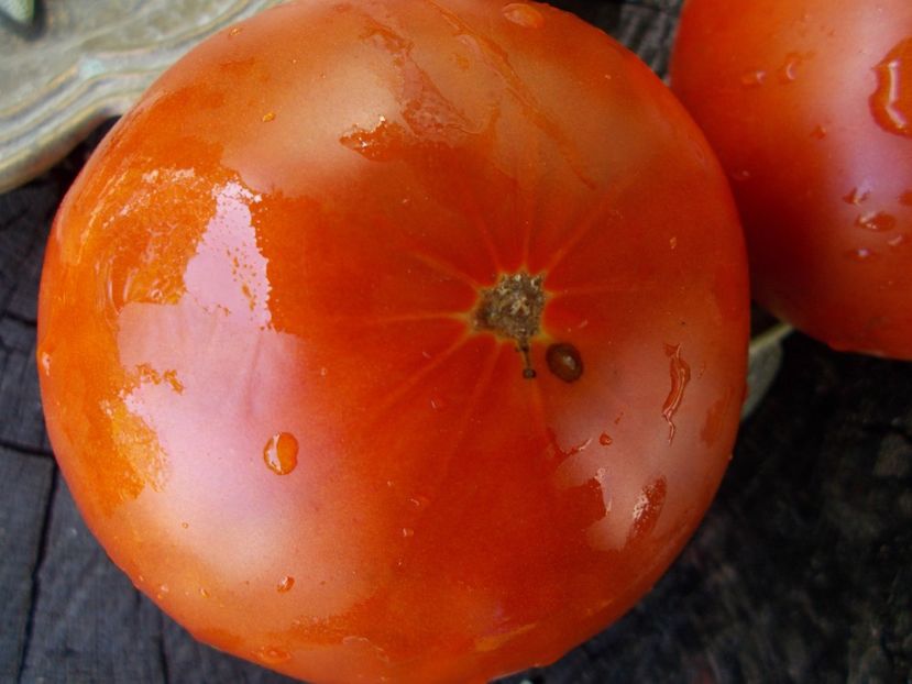  - SEMINTE ROSII - T 648 KOLKHOZNAYA KOROLEVA