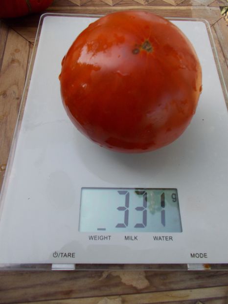  - SEMINTE ROSII - T 648 KOLKHOZNAYA KOROLEVA