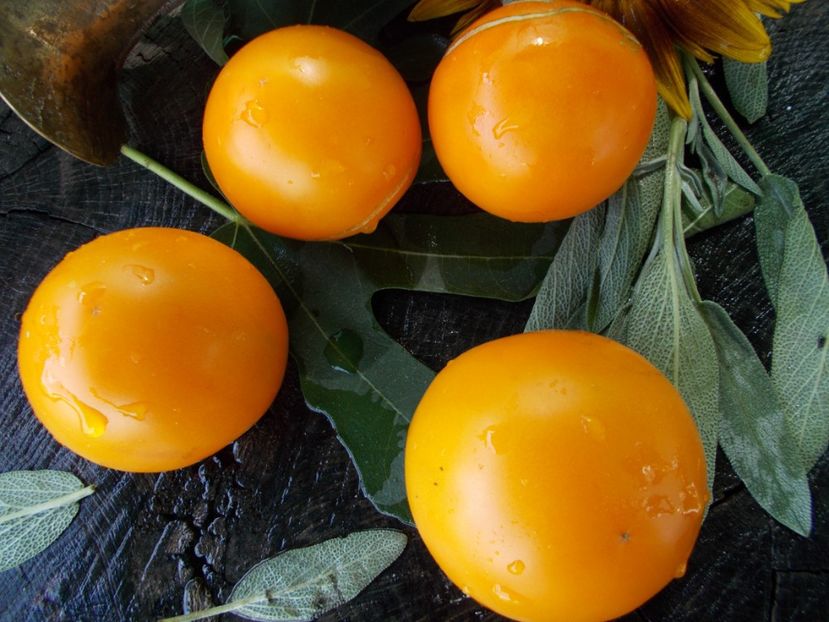  - SEMINTE ROSII - T 679 APELSIN