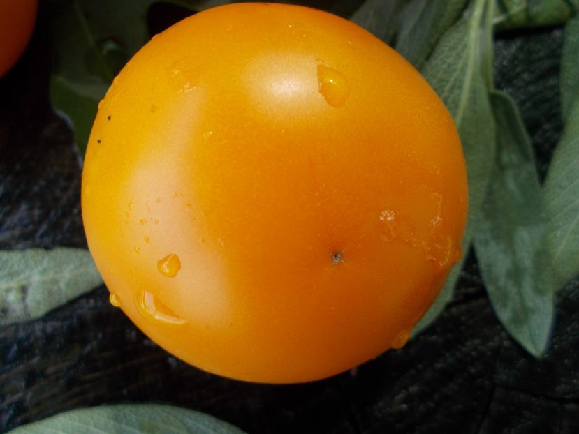  - SEMINTE ROSII - T 679 APELSIN