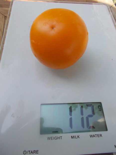  - SEMINTE ROSII - T 679 APELSIN