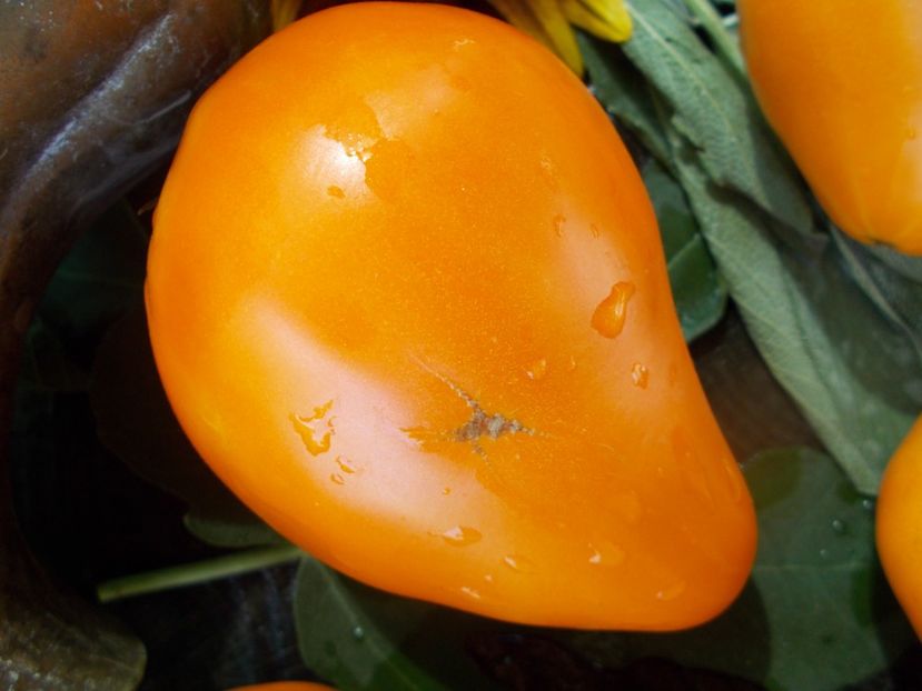  - SEMINTE ROSII - T 716 JAUNE DU LAC DE BRET