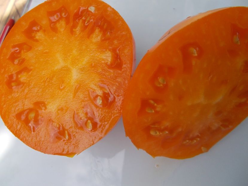  - SEMINTE ROSII - T 716 JAUNE DU LAC DE BRET