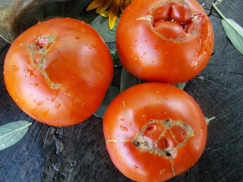  - SEMINTE ROSII - T 637 RADIATOR CHARLIE - MORTGAGE LIFTER