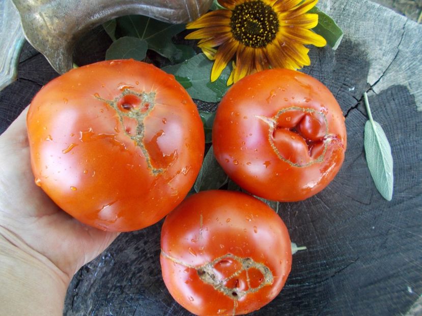  - SEMINTE ROSII - T 637 RADIATOR CHARLIE - MORTGAGE LIFTER