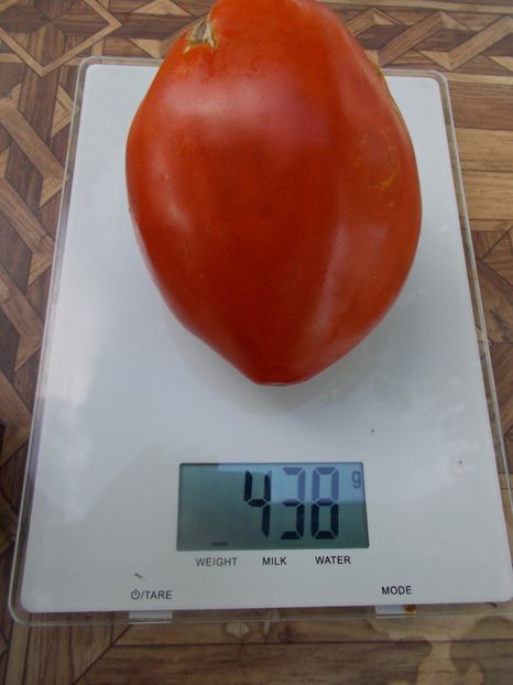  - SEMINTE ROSII - T 691 LAPOT IZ SADOVKI