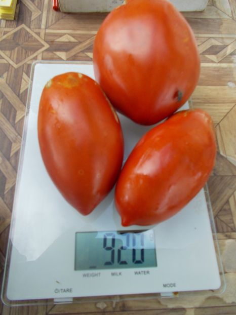  - SEMINTE ROSII - T 691 LAPOT IZ SADOVKI