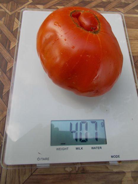  - SEMINTE ROSII - T 684 KUMA - GODMOTHER