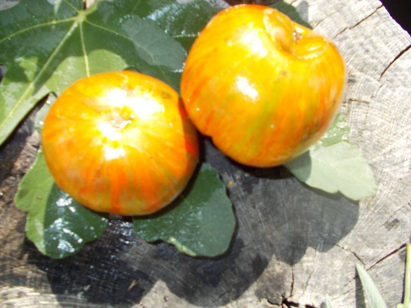  - SEMINTE ROSII - T 662 LUC