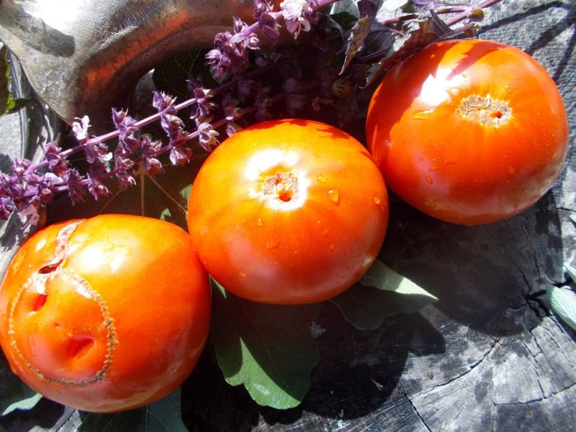  - SEMINTE ROSII - T 636 KUM