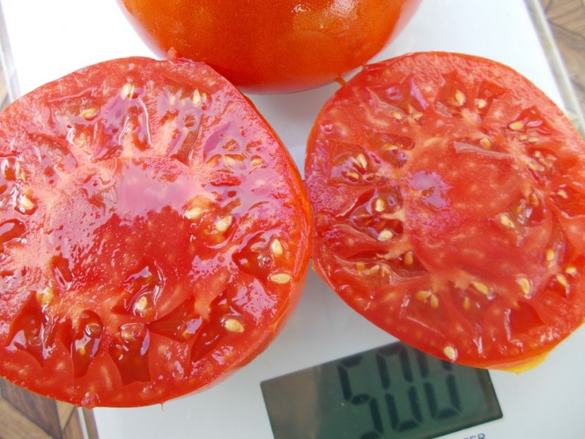  - SEMINTE ROSII - T 636 KUM