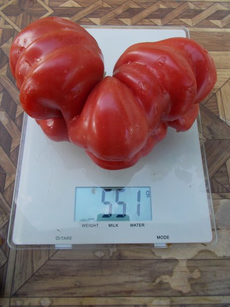  - SEMINTE ROSII - MONTSERRAT