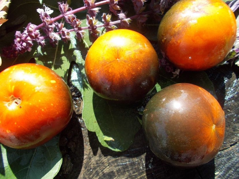  - SEMINTE ROSII - T 784 WILD CARD BLUES