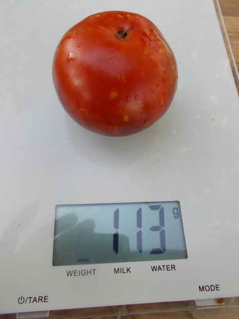  - SEMINTE ROSII - T 784 WILD CARD BLUES