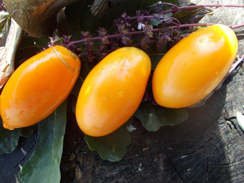  - SEMINTE ROSII - T 683 OLESJA