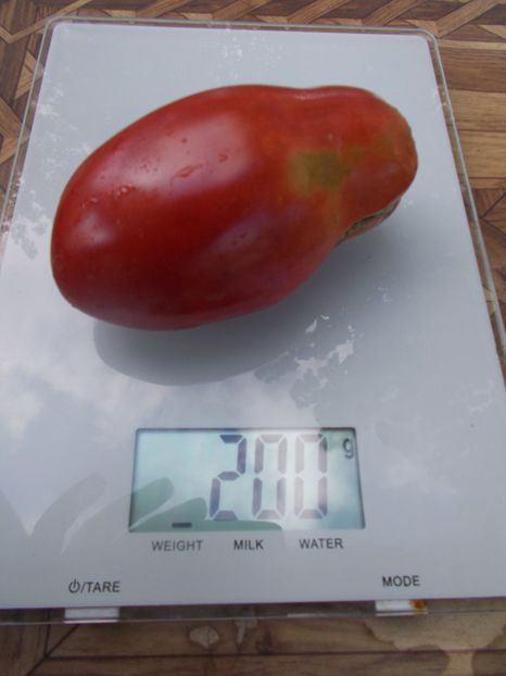  - SEMINTE ROSII - T 639 OSLINYY USHI