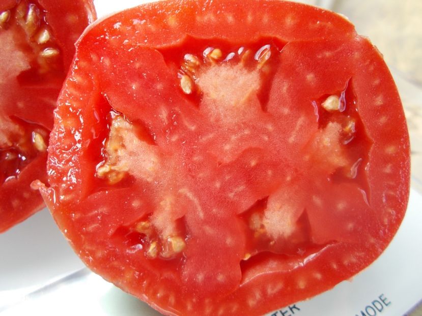  - SEMINTE ROSII - T 639 OSLINYY USHI