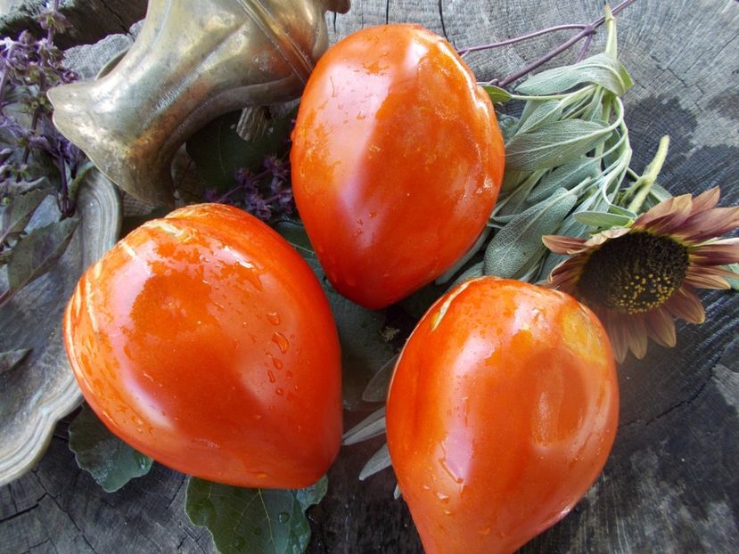  - SEMINTE ROSII - MOMINI SALZI - LACRIMILE FECIOAREI