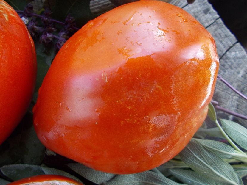  - SEMINTE ROSII - MOMINI SALZI - LACRIMILE FECIOAREI