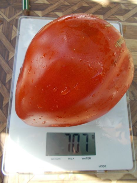  - SEMINTE ROSII - MOMINI SALZI - LACRIMILE FECIOAREI