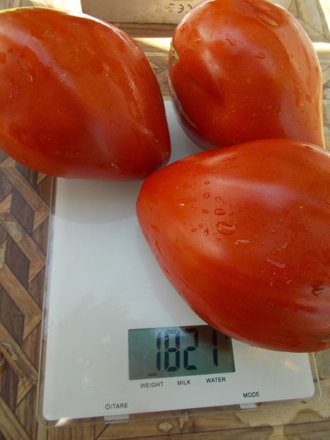  - SEMINTE ROSII - MOMINI SALZI - LACRIMILE FECIOAREI