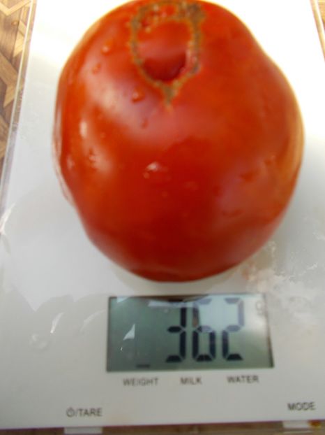  - Z SEMINTE ROSII - T 635 CUL DE SINGE - neconforma