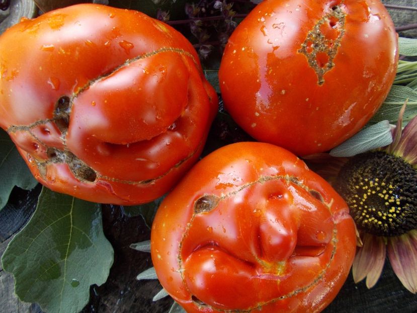  - SEMINTE ROSII - T 663 BELIEVE IT OR NOT