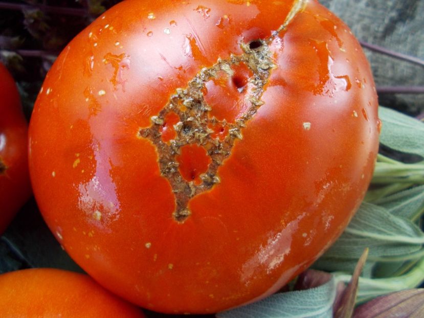  - SEMINTE ROSII - T 663 BELIEVE IT OR NOT