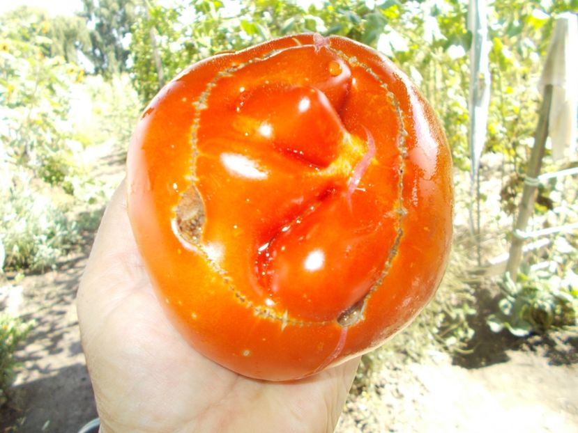  - SEMINTE ROSII - T 663 BELIEVE IT OR NOT