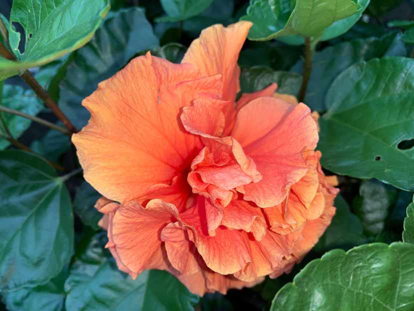  - Jurnalul gradinii 2021