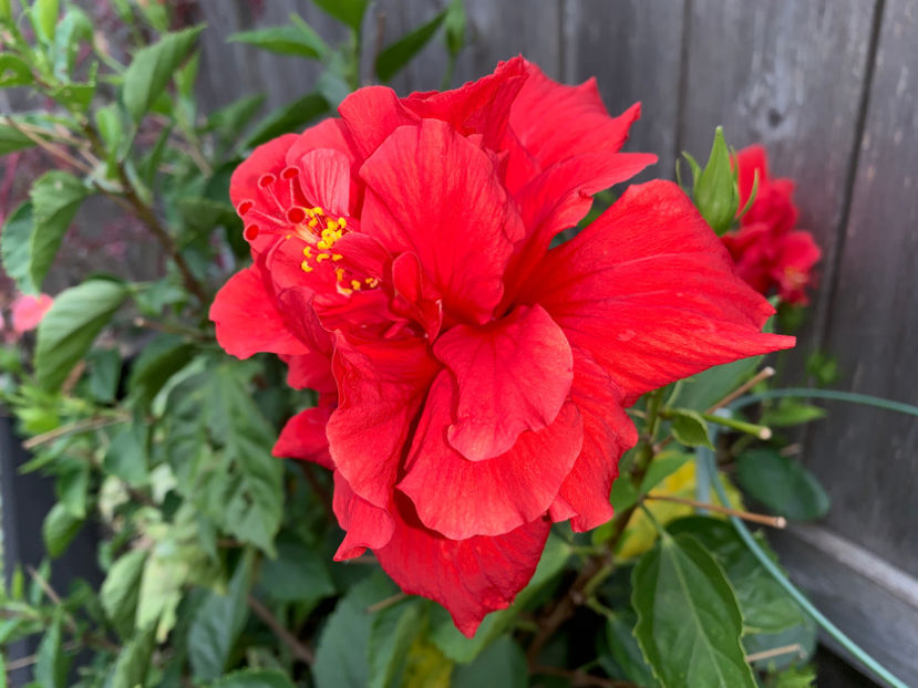  - Jurnalul gradinii 2021