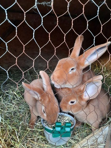 G5 - Cuib din 09 06 2021