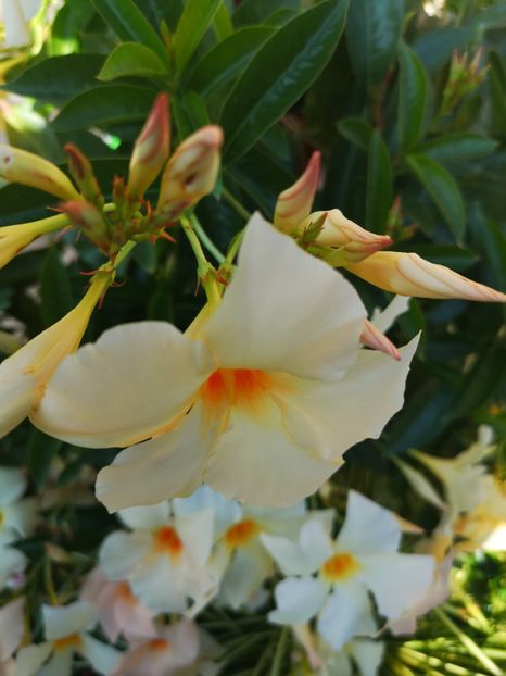 Dipladenia apricot - 0 0 2021