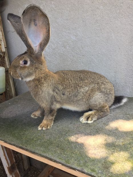 FDE8FFA1-C42D-41F6-8108-DE2BBA99E2AC - RO 8-4174