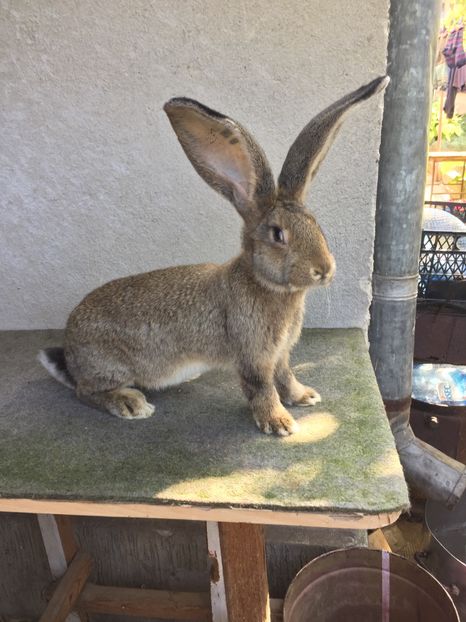 6685F017-CFD4-4E5C-8F35-62D2BAE9D9F0 - RO 8-4174