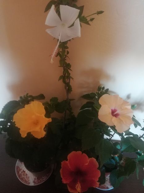  - Hibiscus 2021