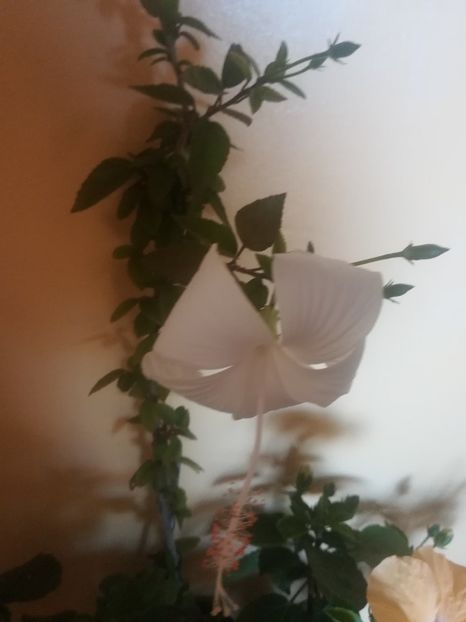 Dainty White - Hibiscus 2021