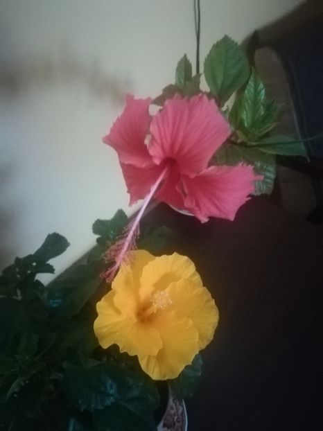  - Hibiscus 2021