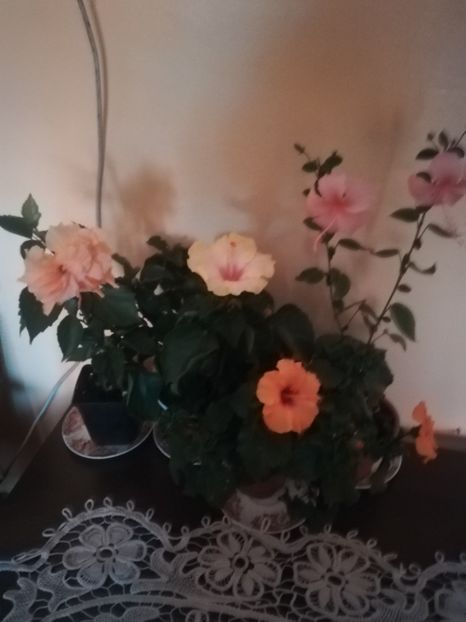  - Hibiscus 2021