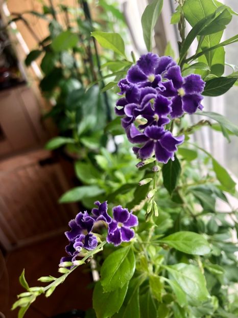 Duranta repens - Duranta repens