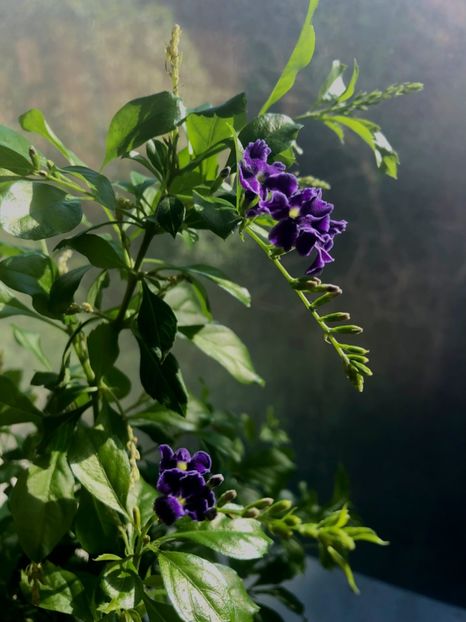 Duranta repens - Duranta repens