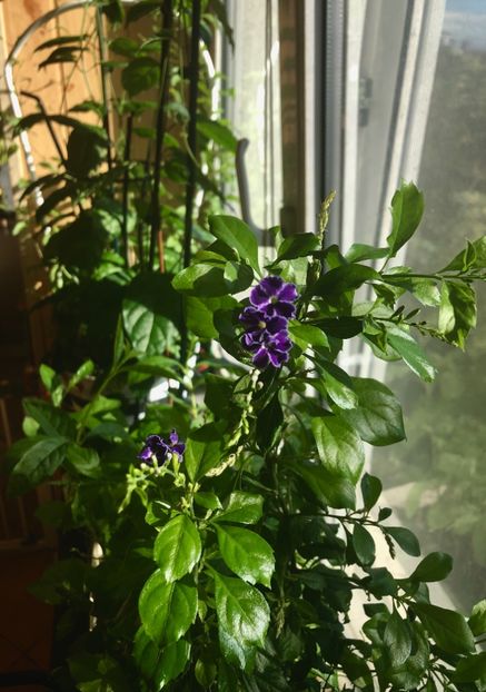 Duranta repens - Duranta repens