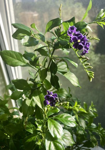 8FE9FE83-0E15-4675-AE46-70A012B57FA7 - Duranta repens