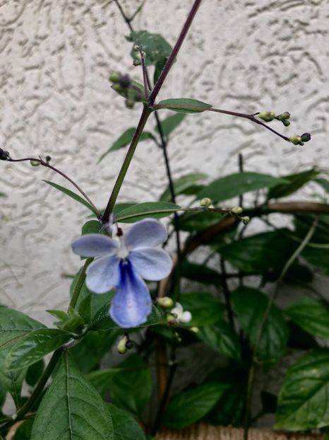 Clerodendron ugandese - Clerodendron ugandese