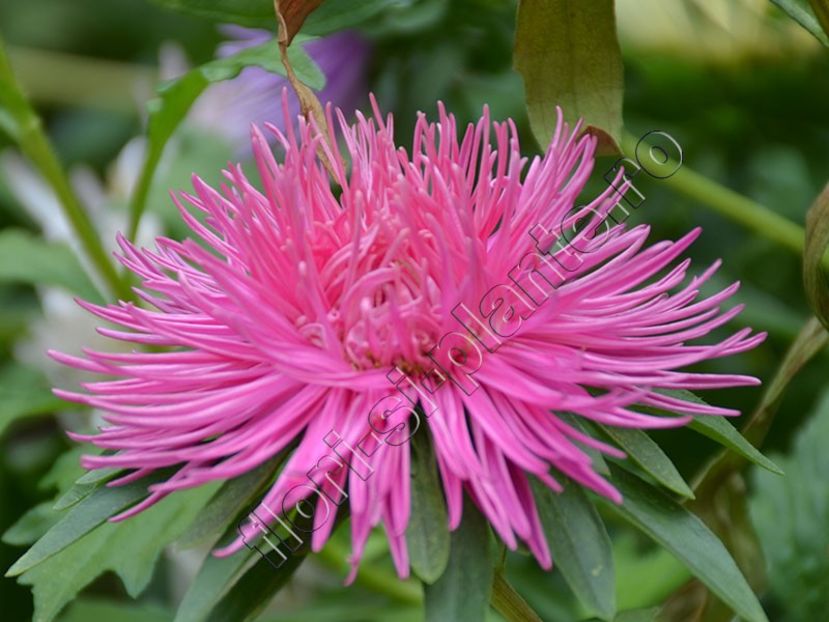 Callistephus_Ochiul boului 16 - Flori gradina